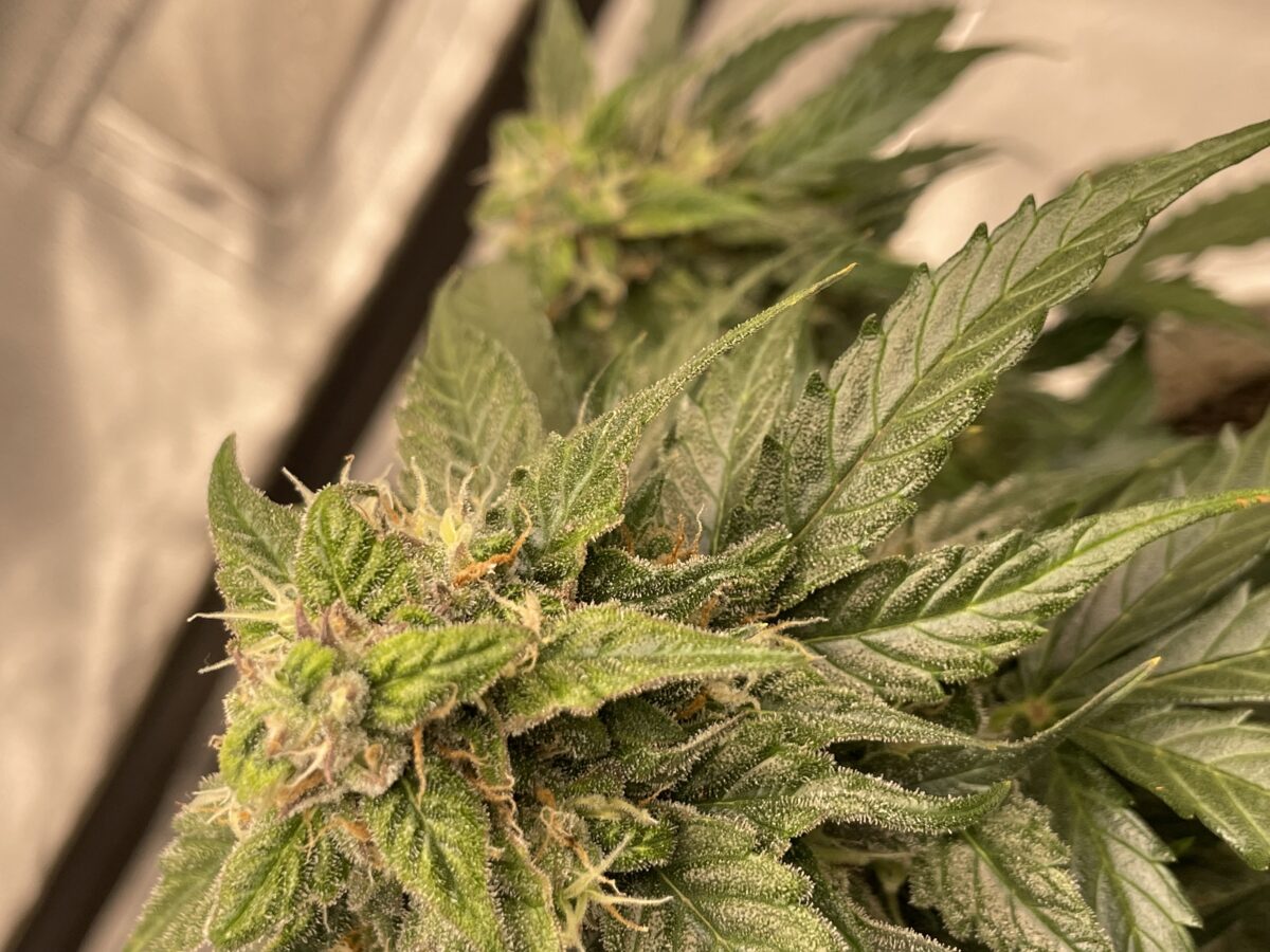 bbs-grow-diaries/week-391796-diary-384562-user-21252-68167a4056005