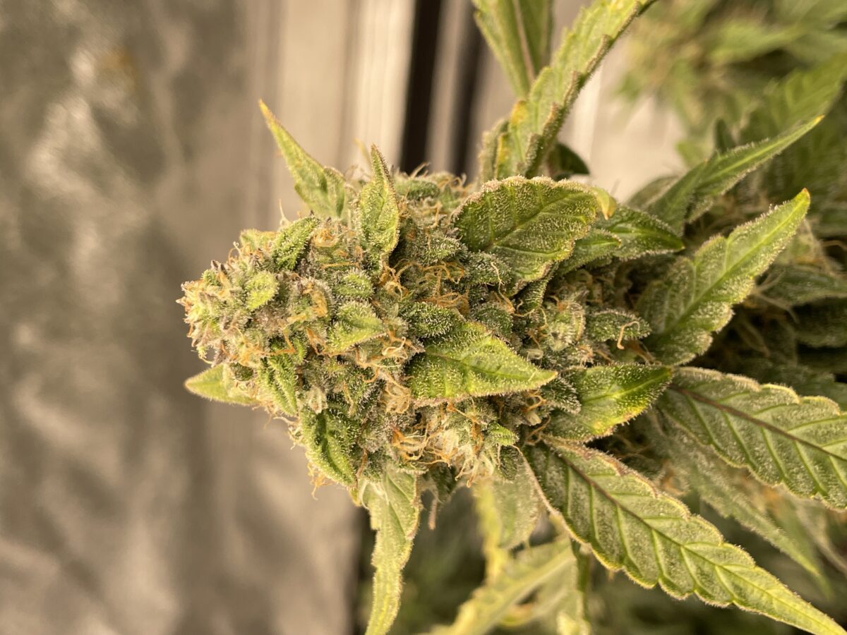 bbs-grow-diaries/week-391796-diary-384562-user-21252-68167a4277b31