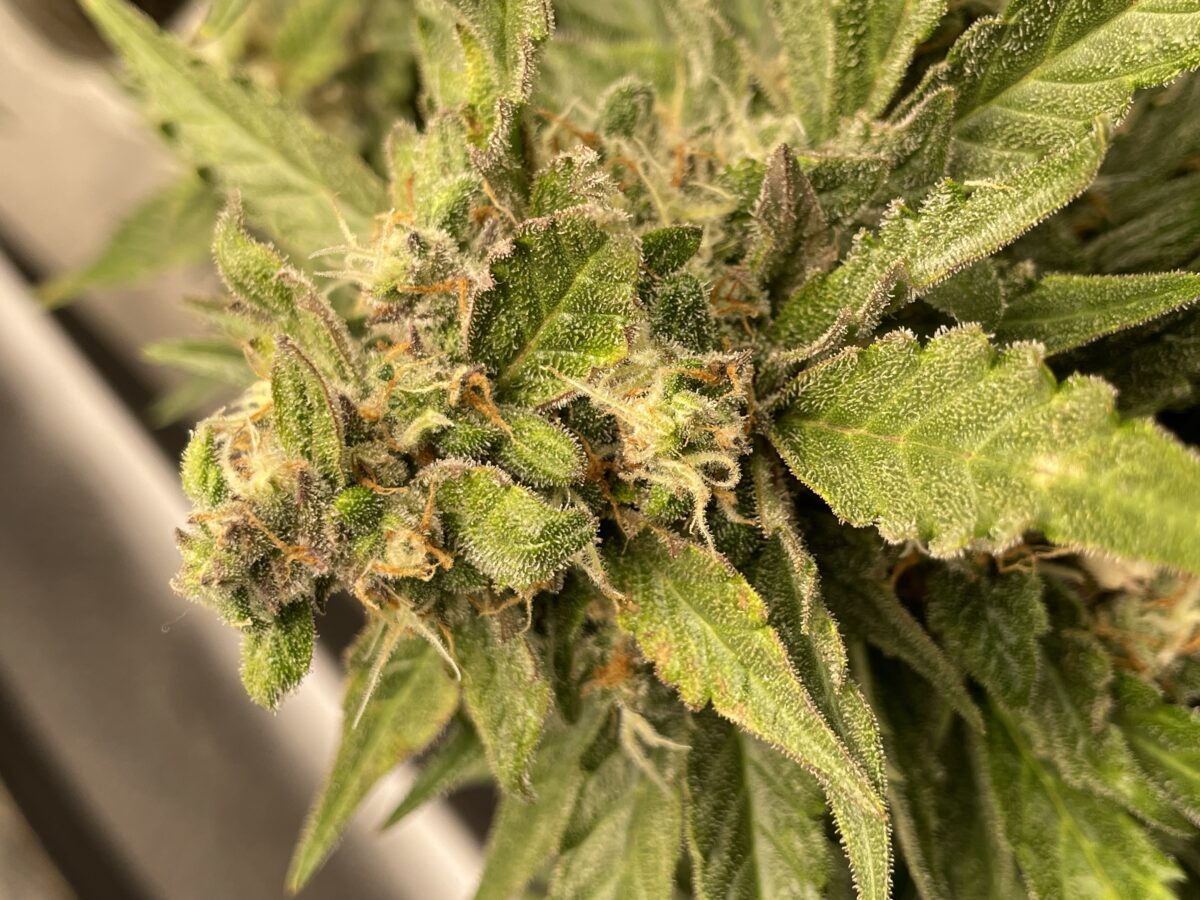 bbs-grow-diaries/week-391796-diary-384562-user-21252-68167a46e0039