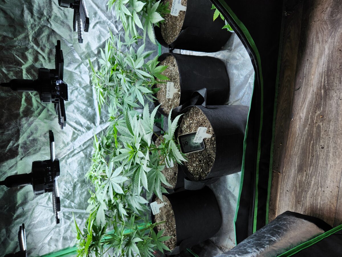 bbs-grow-diaries/week-392125-diary-380374-user-39676-6812d3281b2d1