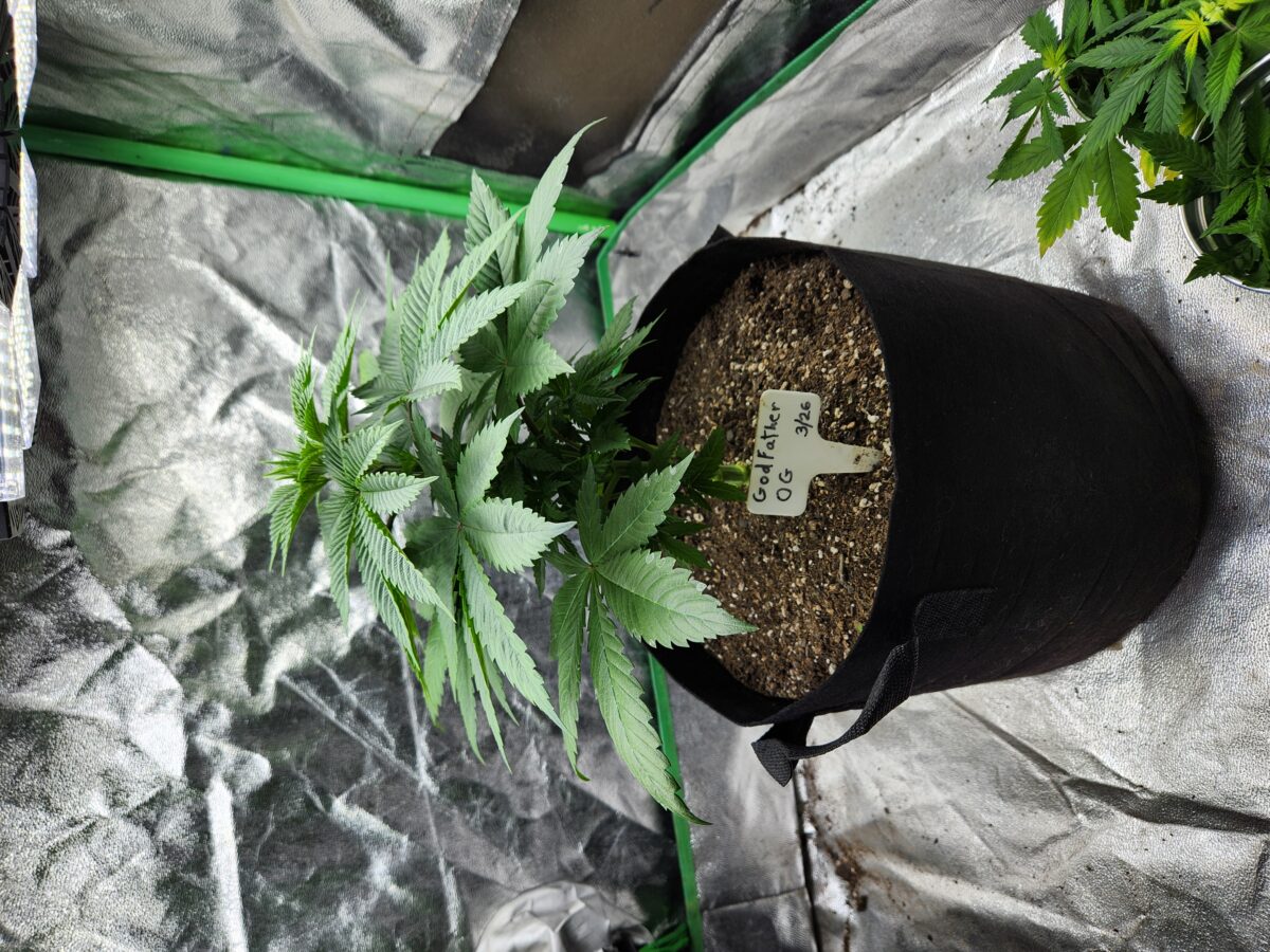 bbs-grow-diaries/week-392129-diary-380381-user-39676-6812d6297563a