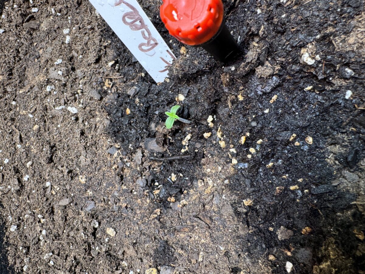 bbs-grow-diaries/week-392162-diary-392161-user-38617-681394c7e4088