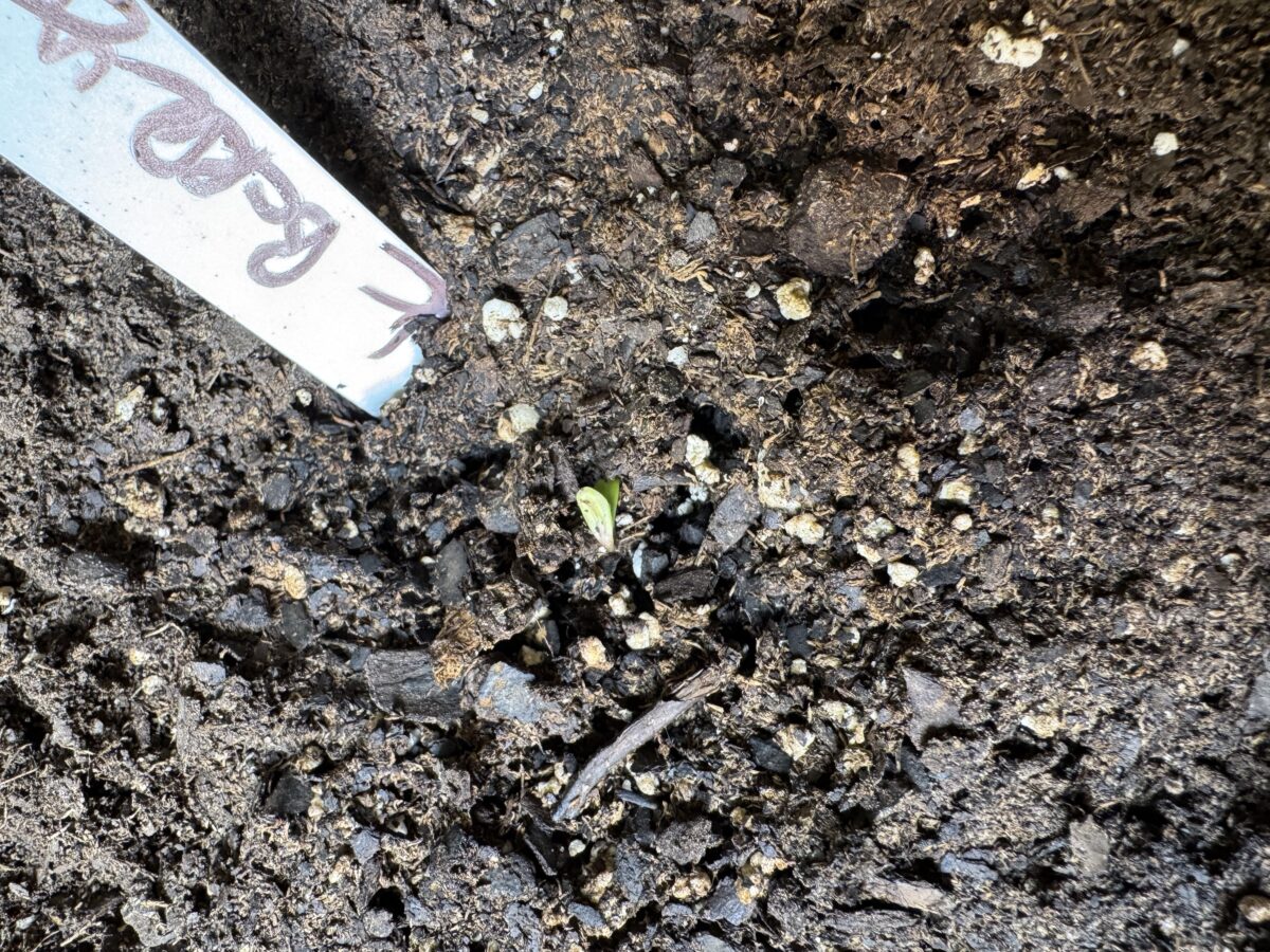 bbs-grow-diaries/week-392162-diary-392161-user-38617-681394ca5e834