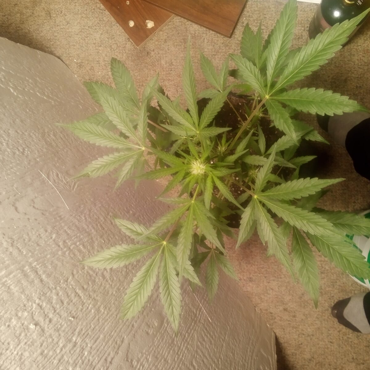 bbs-grow-diaries/week-392208-diary-387986-user-33257-681421fa559ed