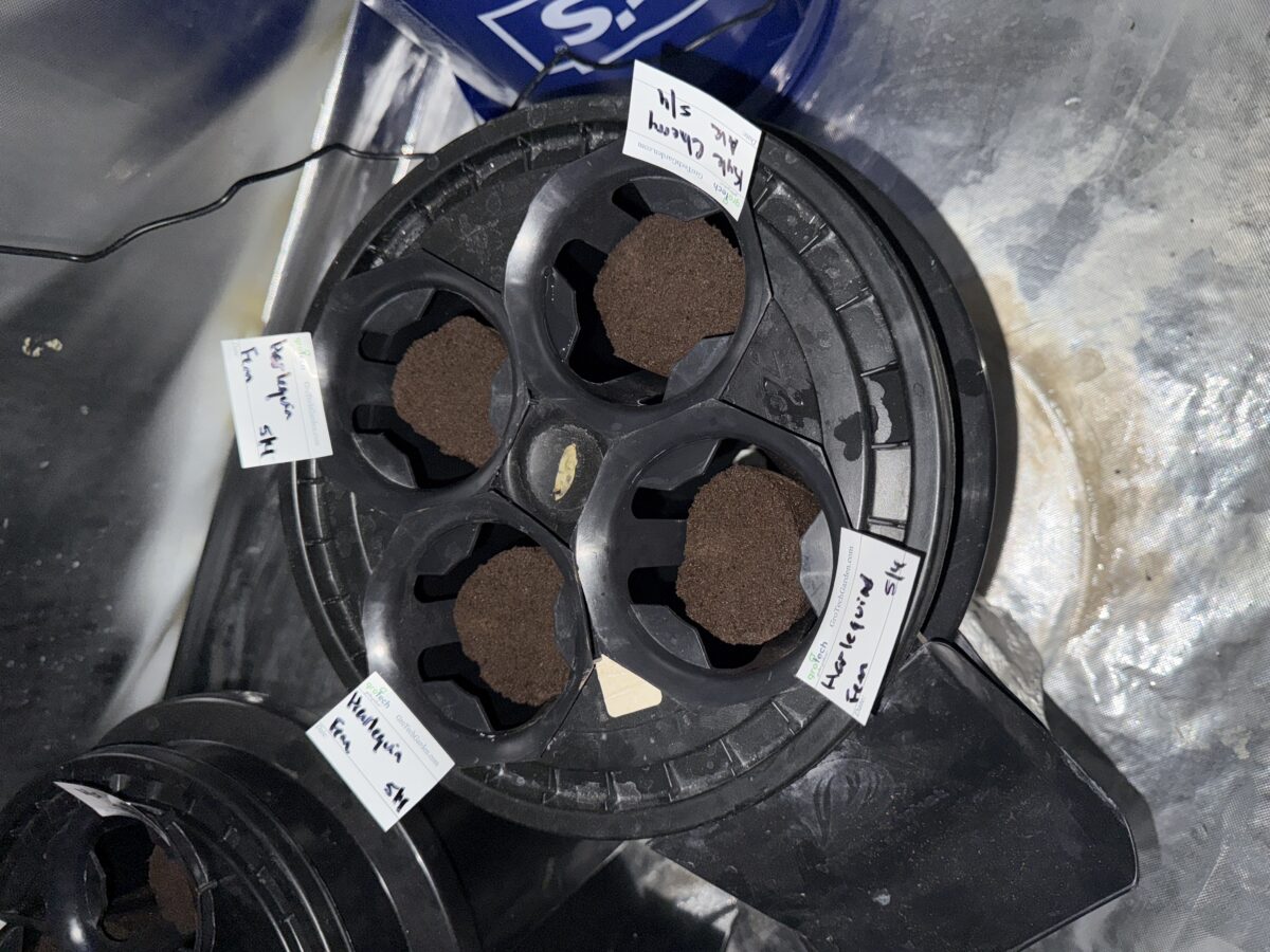 bbs-grow-diaries/week-392451-diary-392450-user-36967-6817ef97b5711