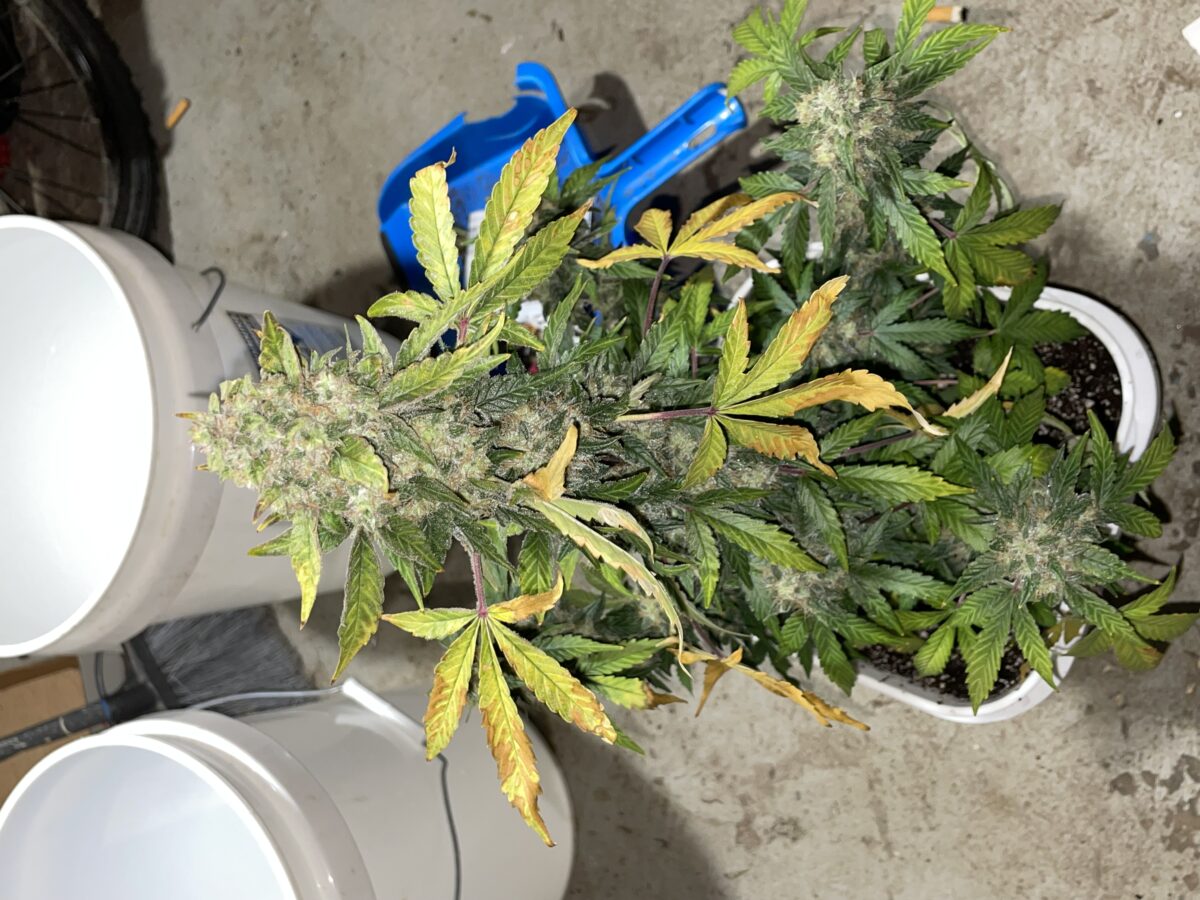 bbs-grow-diaries/week-393130-diary-384562-user-21252-681ac4ff3af6a