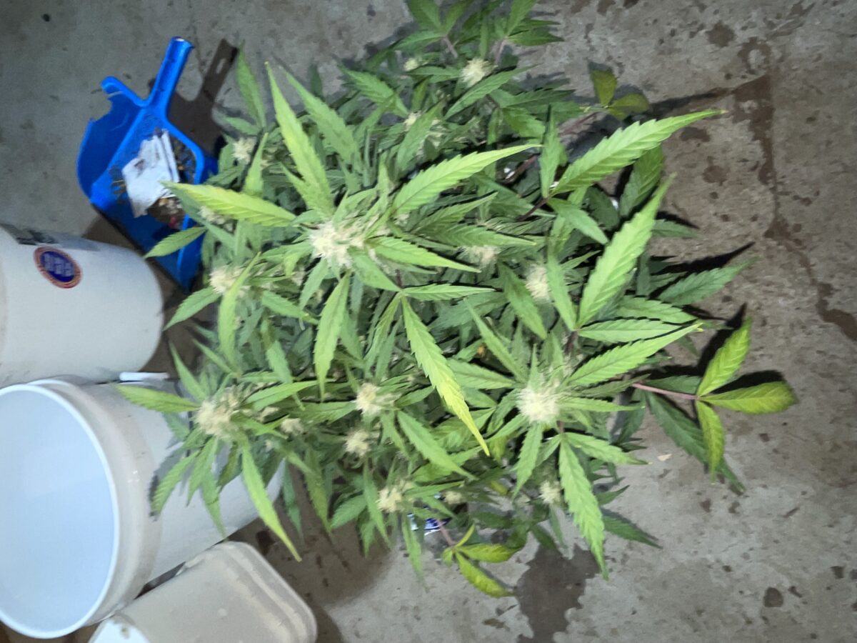 bbs-grow-diaries/week-393130-diary-384562-user-21252-681ac501a0b1f