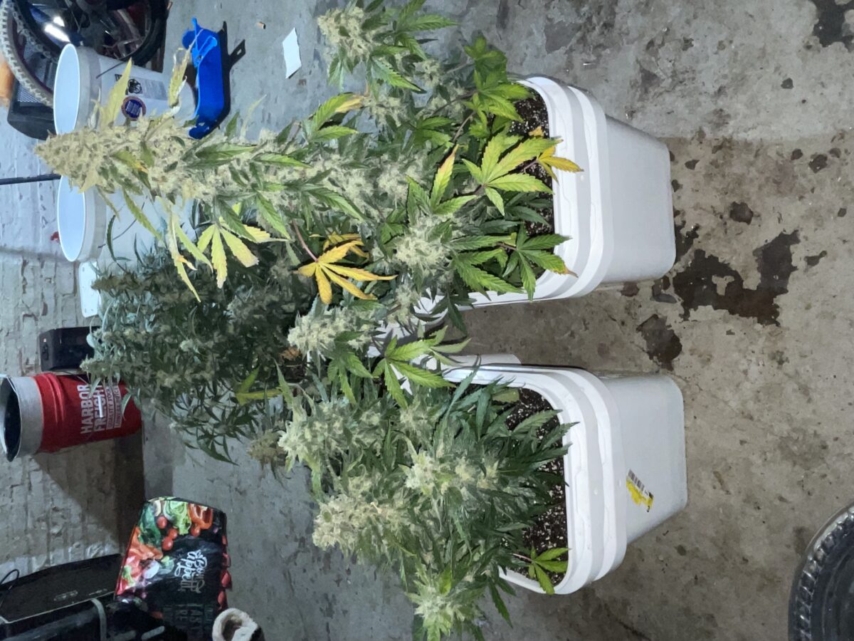 bbs-grow-diaries/week-393130-diary-384562-user-21252-681ac503baebc