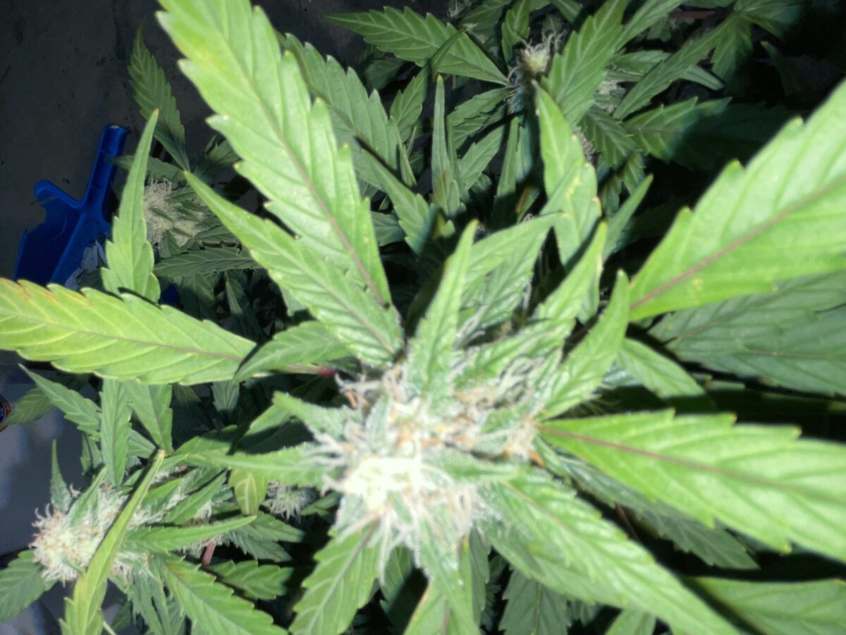 bbs-grow-diaries/week-393130-diary-384562-user-21252-681ac505dddc8