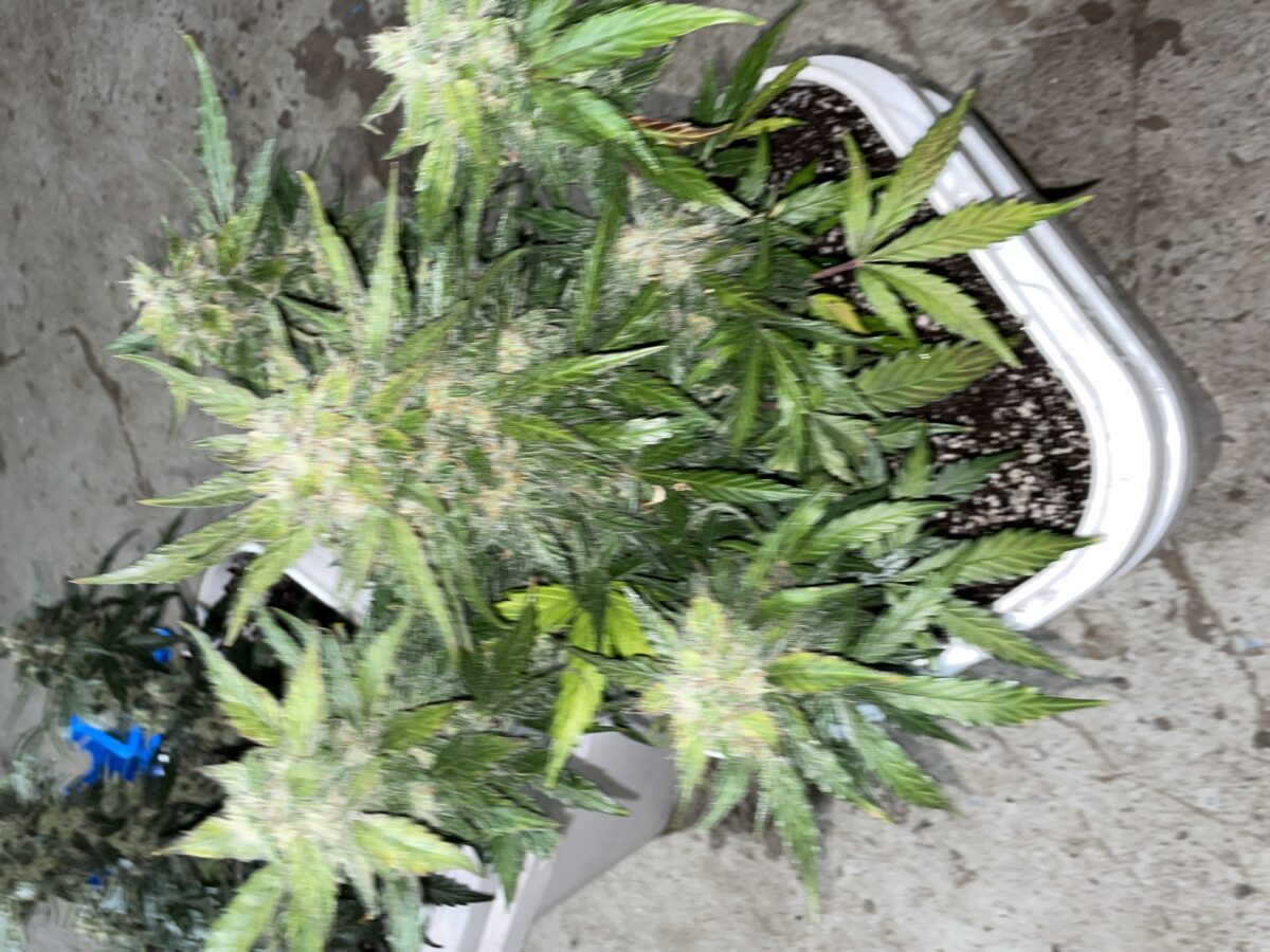 bbs-grow-diaries/week-393130-diary-384562-user-21252-681ac507f1fb4