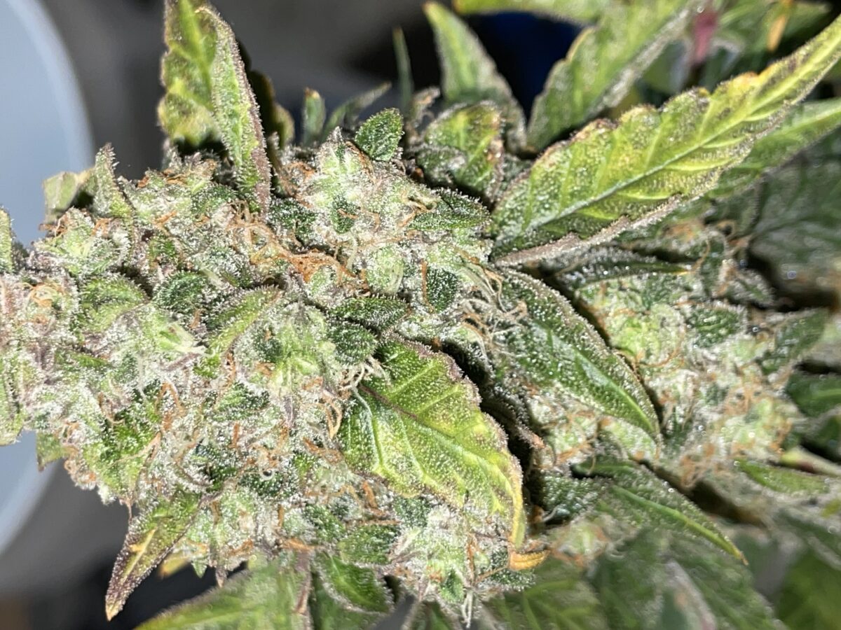 bbs-grow-diaries/week-393130-diary-384562-user-21252-681ac50a03f9b