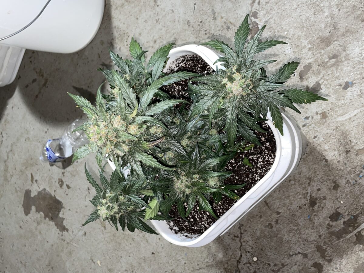 bbs-grow-diaries/week-393130-diary-384562-user-21252-681ac50c0f086