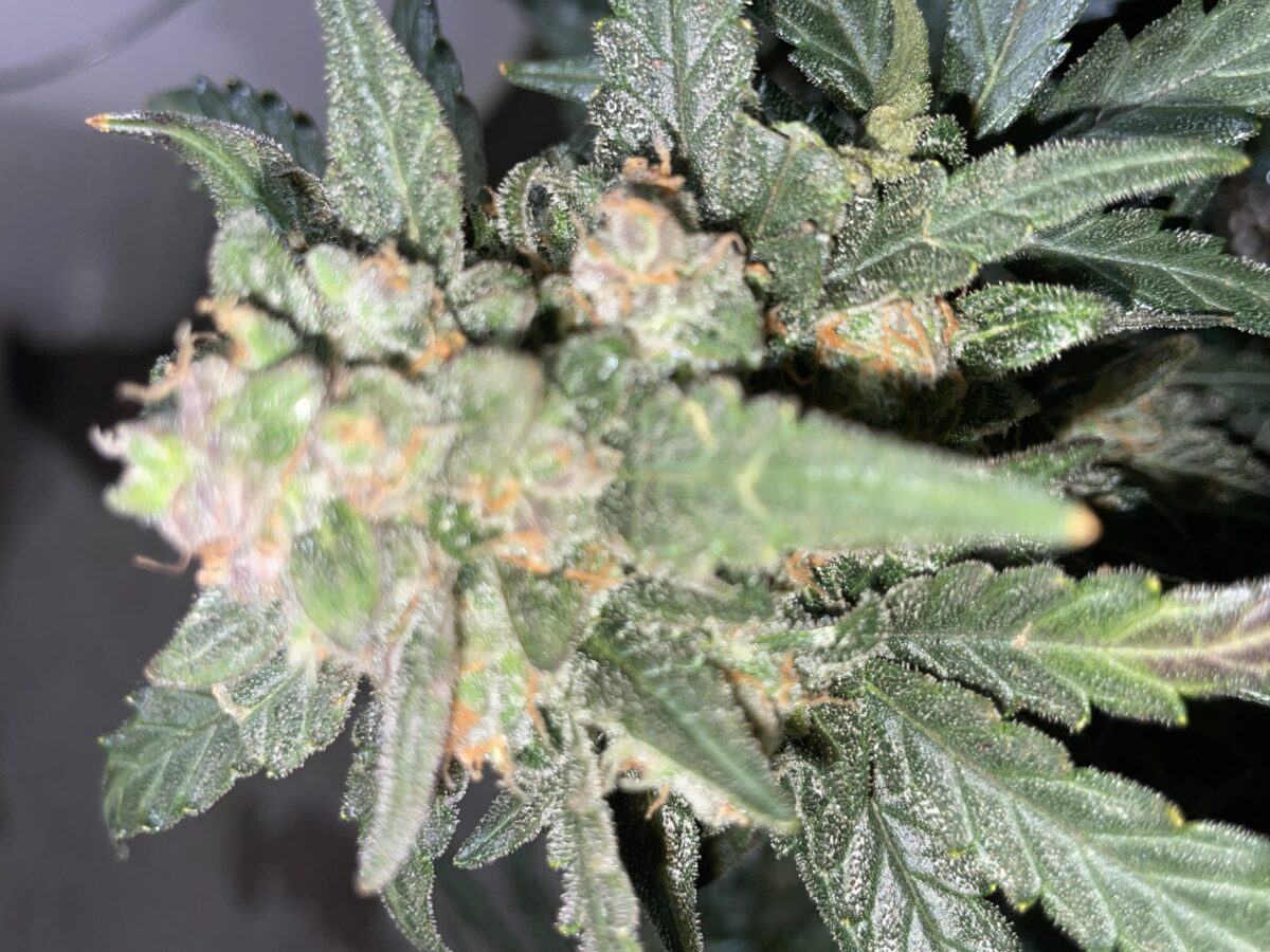 bbs-grow-diaries/week-393130-diary-384562-user-21252-681ac50e2c312