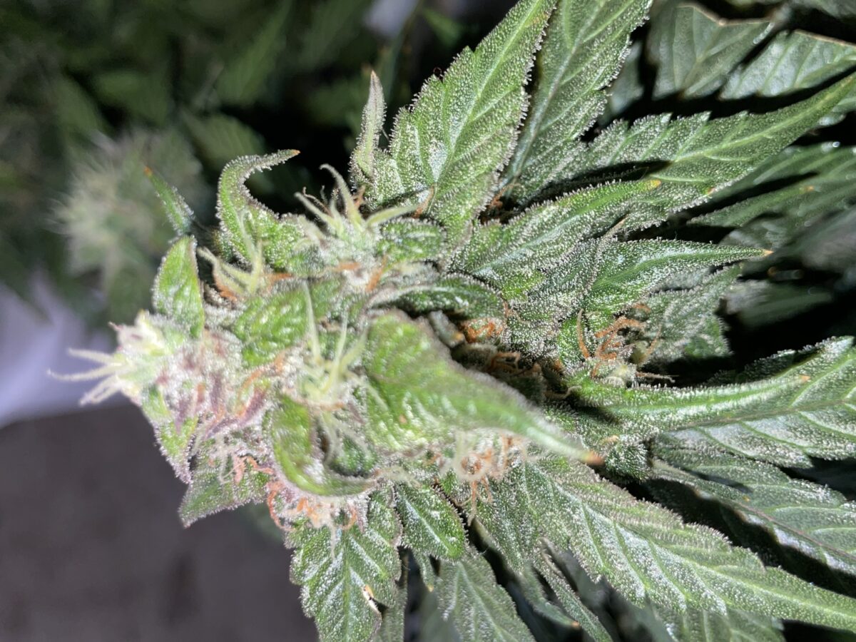 bbs-grow-diaries/week-393130-diary-384562-user-21252-681ac510604b6