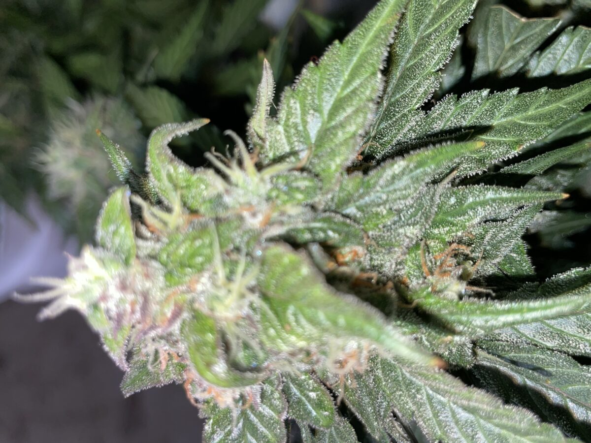 bbs-grow-diaries/week-393130-diary-384562-user-21252-681ac5127a223