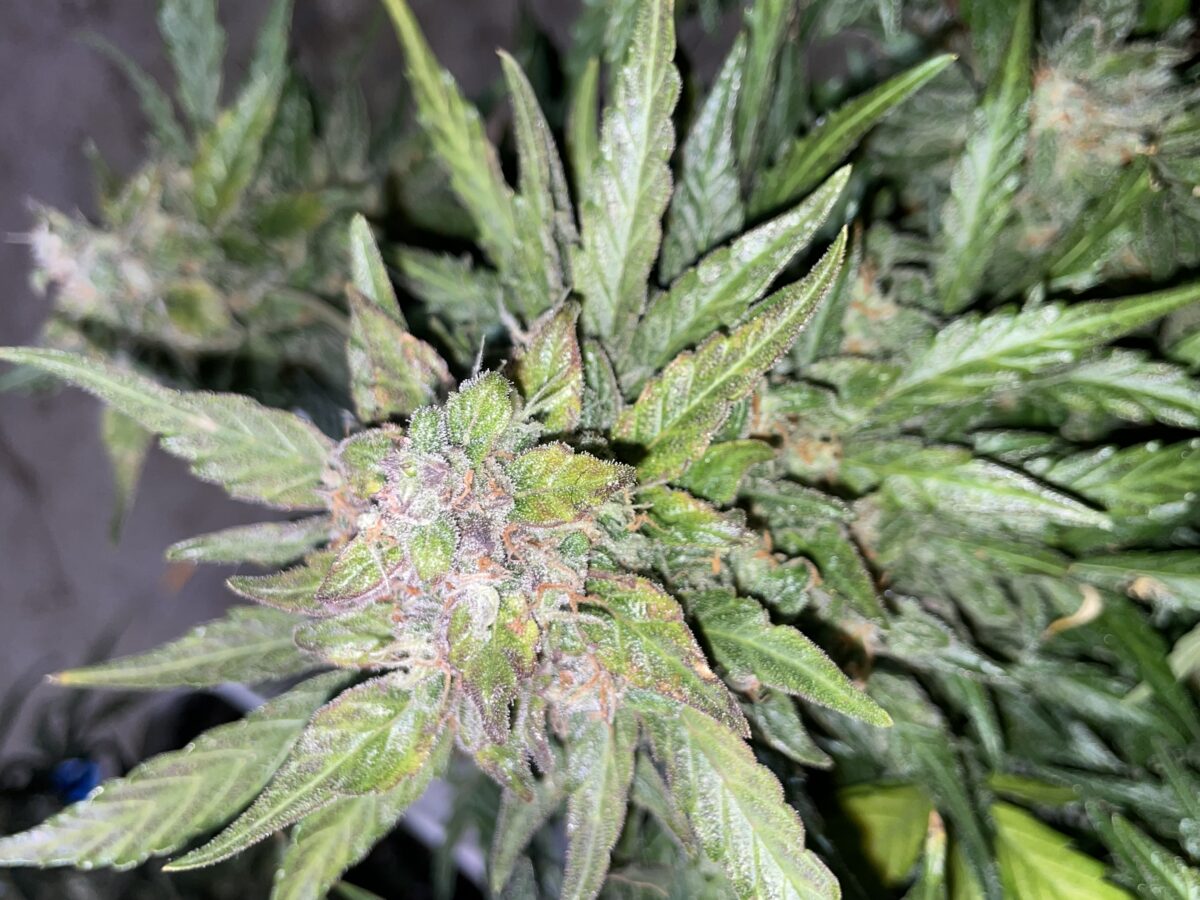 bbs-grow-diaries/week-393130-diary-384562-user-21252-681ac5149864e