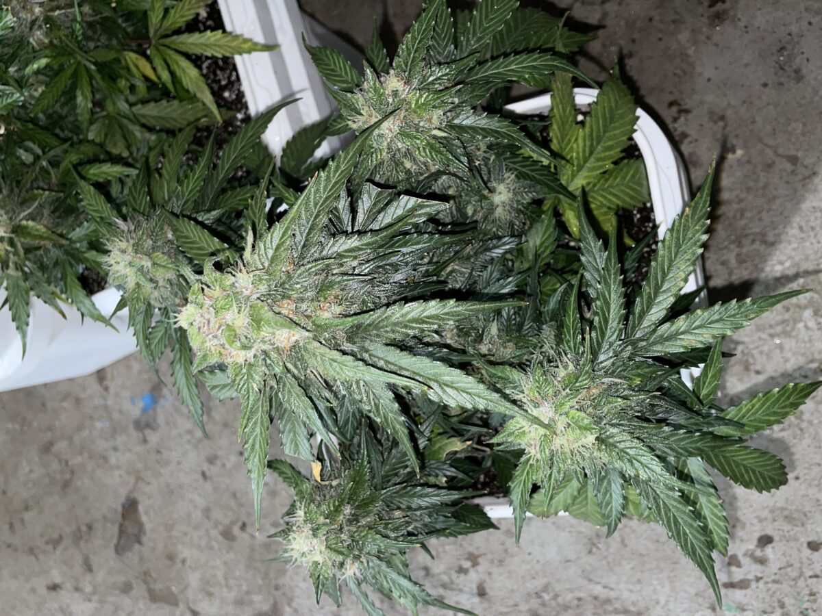 bbs-grow-diaries/week-393130-diary-384562-user-21252-681ac516c7aa6