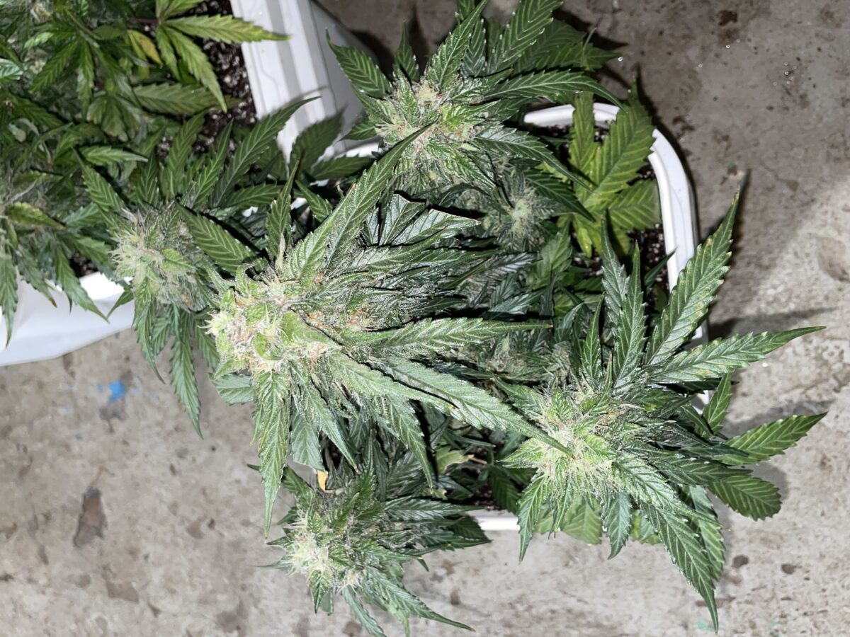 bbs-grow-diaries/week-393130-diary-384562-user-21252-681ac51906a5f