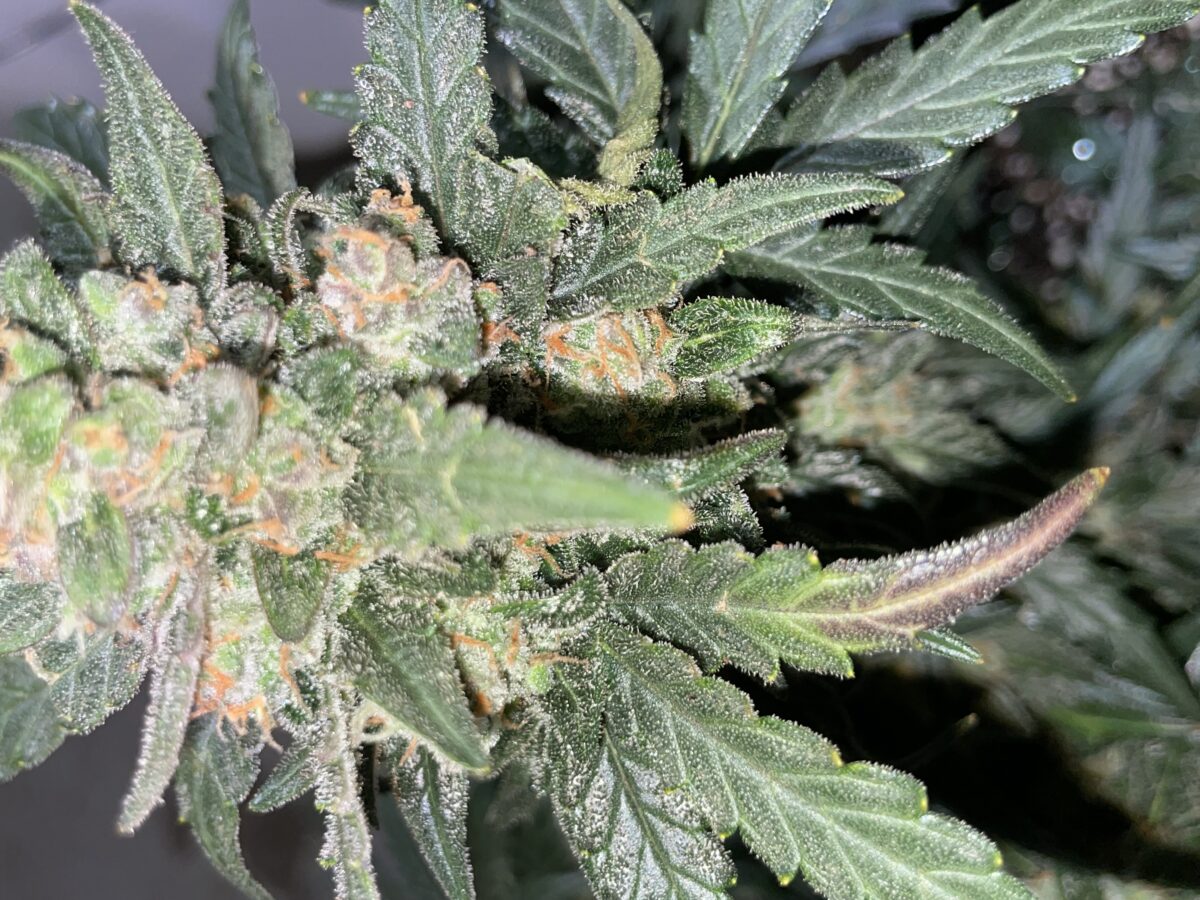 bbs-grow-diaries/week-393130-diary-384562-user-21252-681ac51b40cec