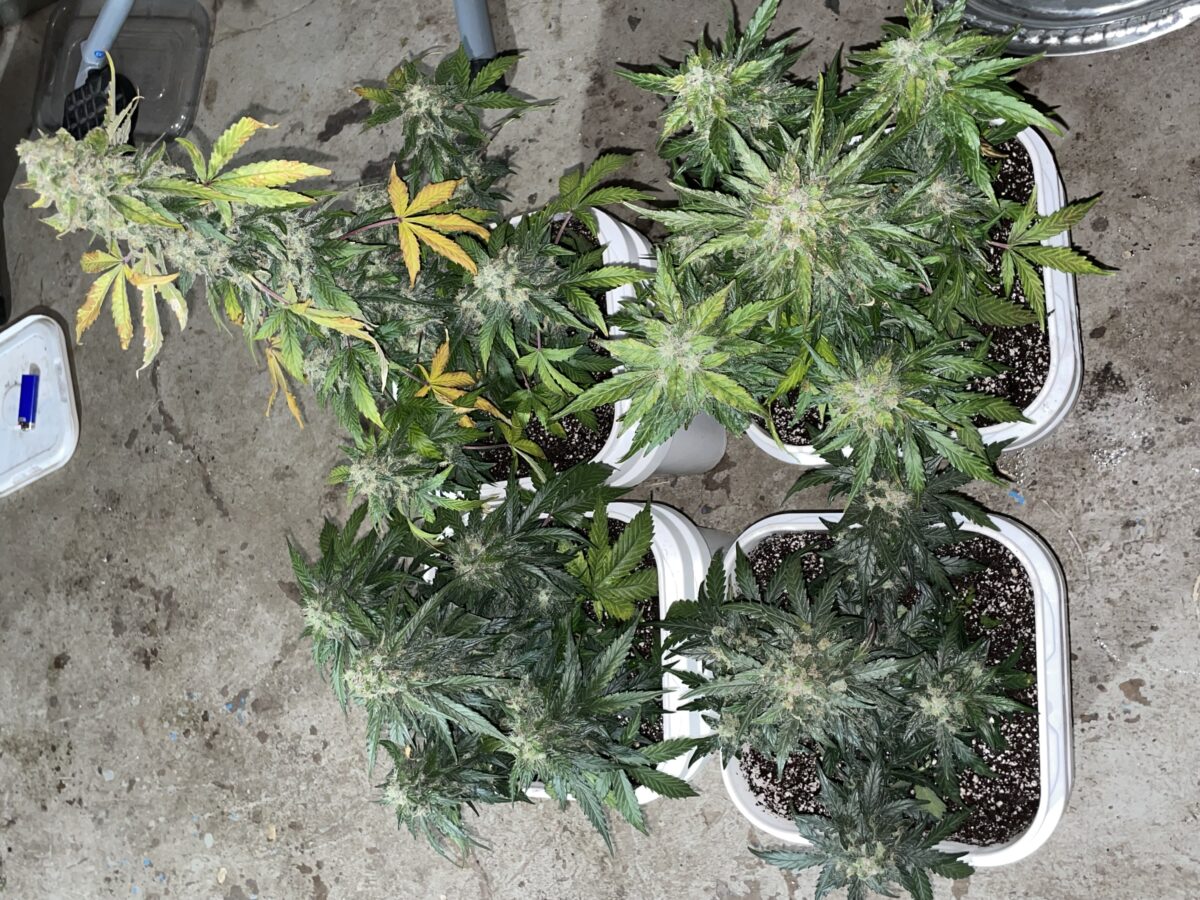 bbs-grow-diaries/week-393130-diary-384562-user-21252-681ac51d70de1