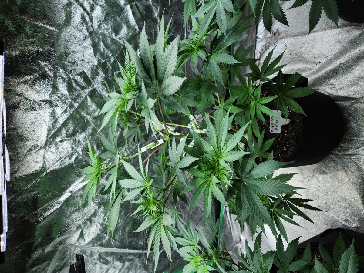 bbs-grow-diaries/week-393484-diary-380374-user-39676-681bed3f6b776