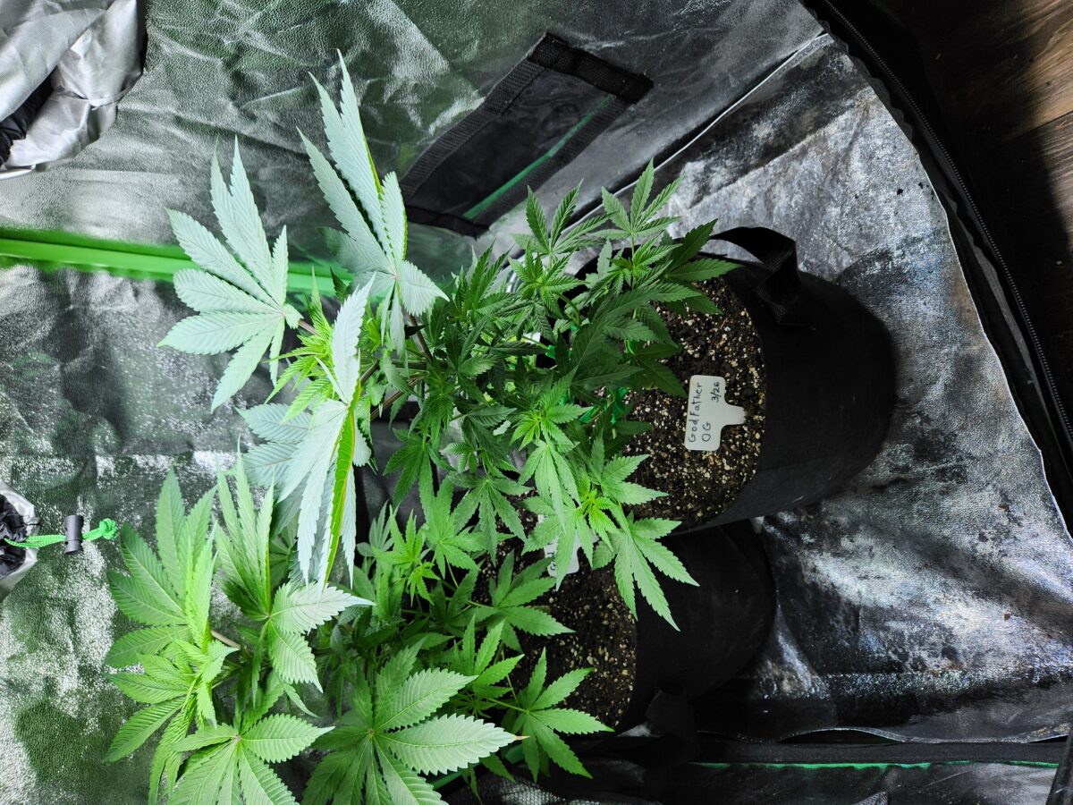 bbs-grow-diaries/week-393488-diary-380381-user-39676-681bf6ffb2b97