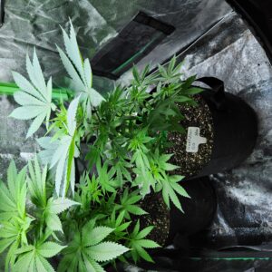 Vegetation Week - 7 - Godfather OG Seeds - 1