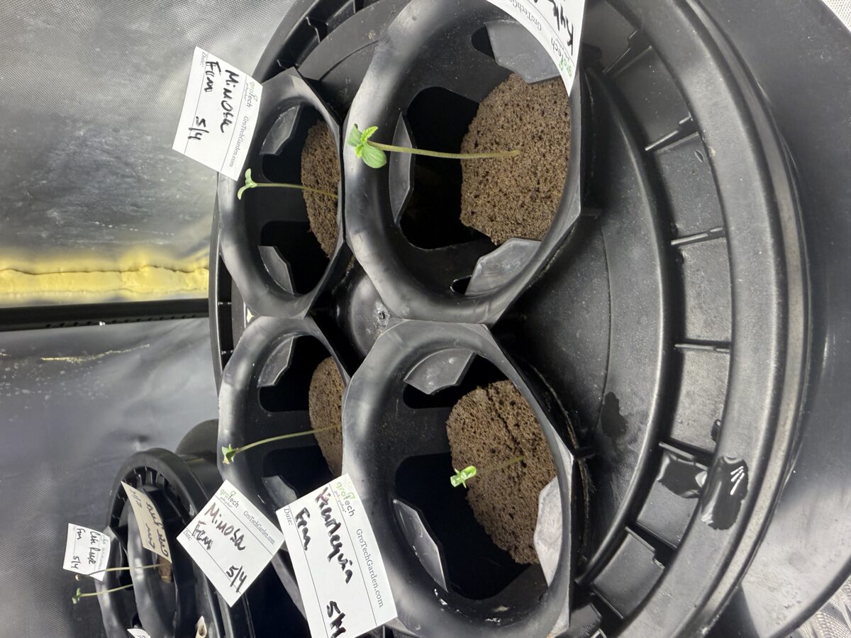 bbs-grow-diaries/week-394059-diary-392450-user-36967-6820f04a2c307