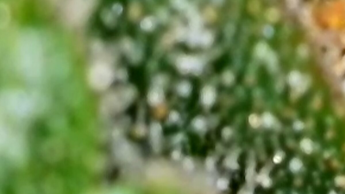 bbs-grow-diaries/week-394303-diary-384562-user-21252-6822bf41b3cec