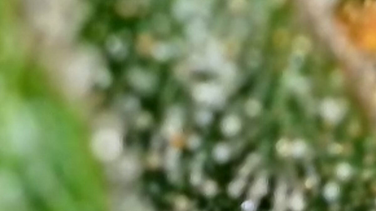 bbs-grow-diaries/week-394303-diary-384562-user-21252-6822bf4367ac1