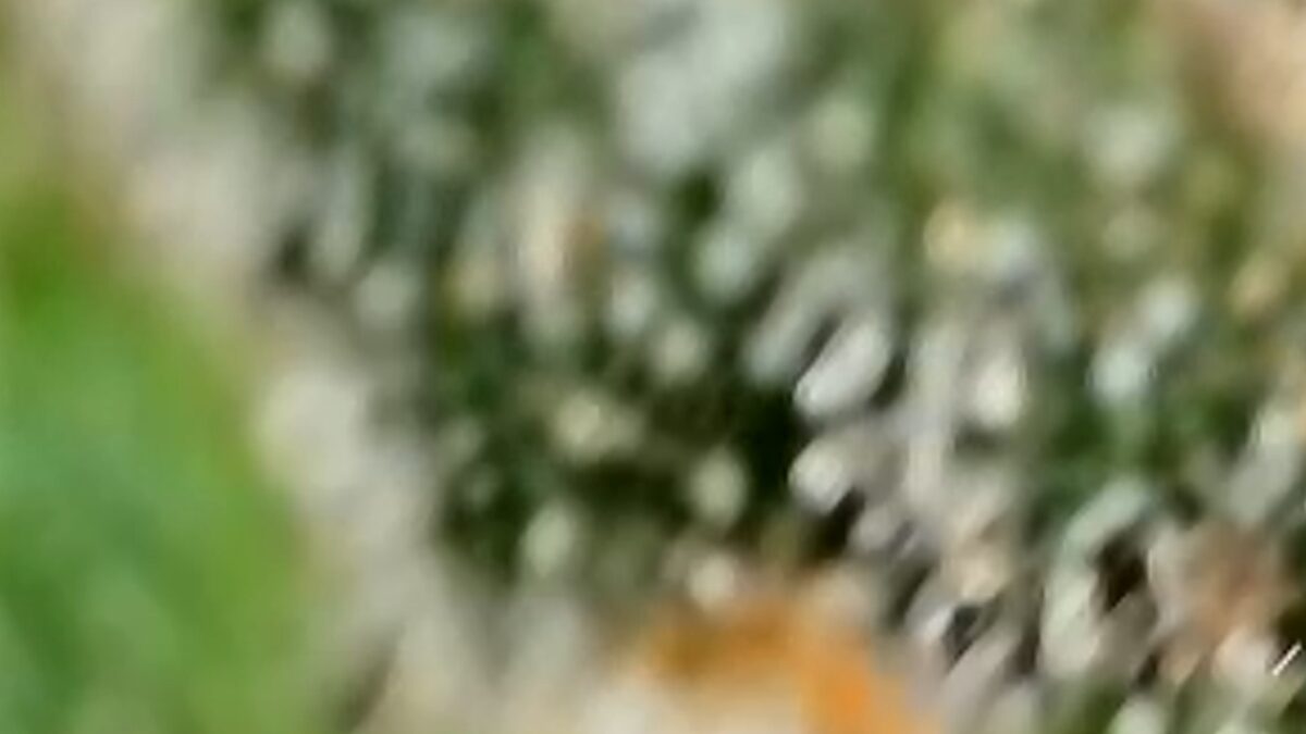 bbs-grow-diaries/week-394303-diary-384562-user-21252-6822bf4508c57