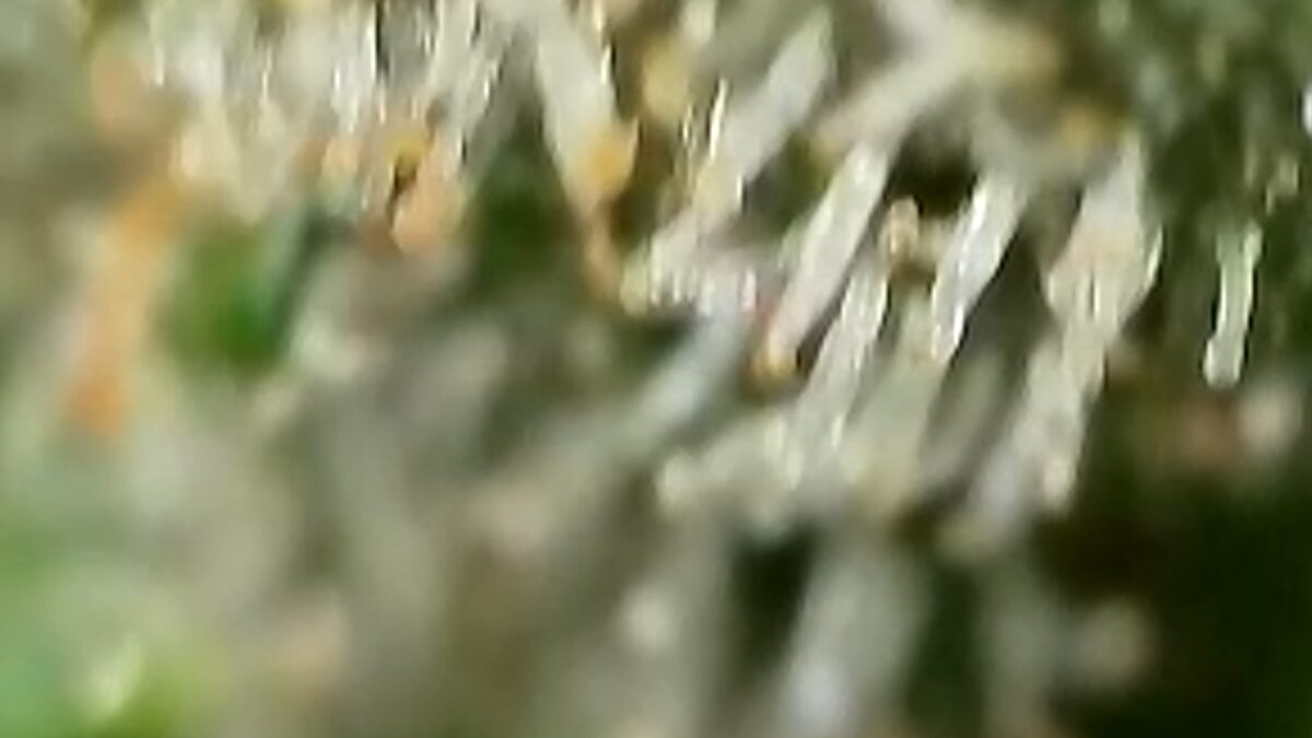 bbs-grow-diaries/week-394303-diary-384562-user-21252-6822bf4681f4c