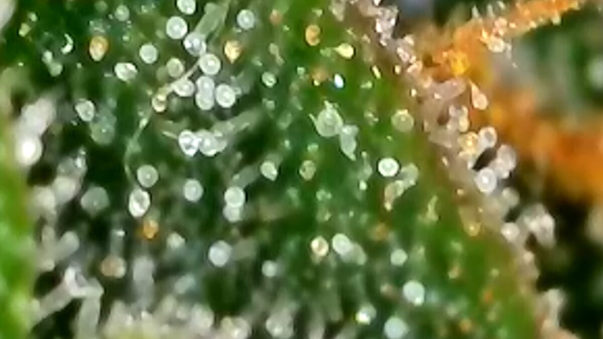 bbs-grow-diaries/week-394303-diary-384562-user-21252-6822bf4a33279