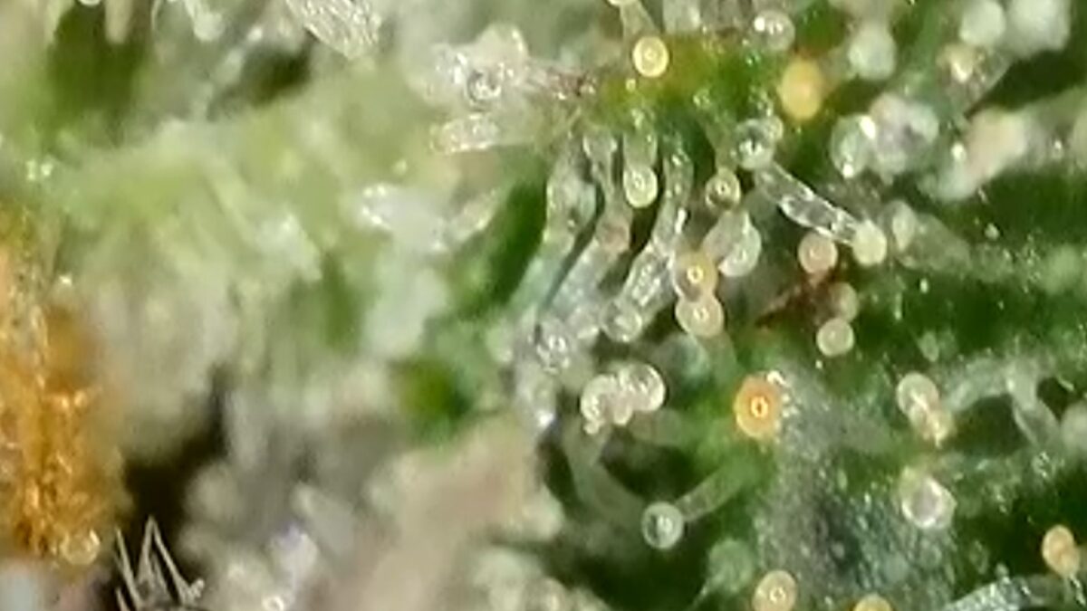 bbs-grow-diaries/week-394303-diary-384562-user-21252-6822bf4bbc02f