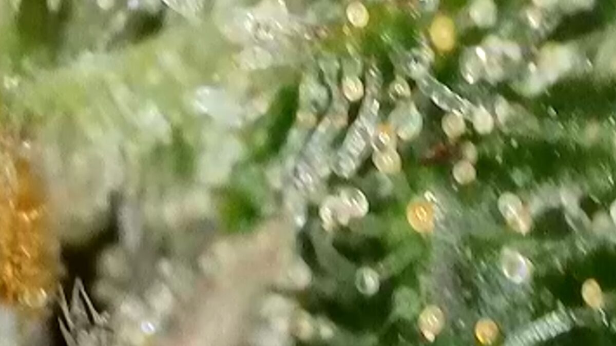 bbs-grow-diaries/week-394303-diary-384562-user-21252-6822bf4d45eaf