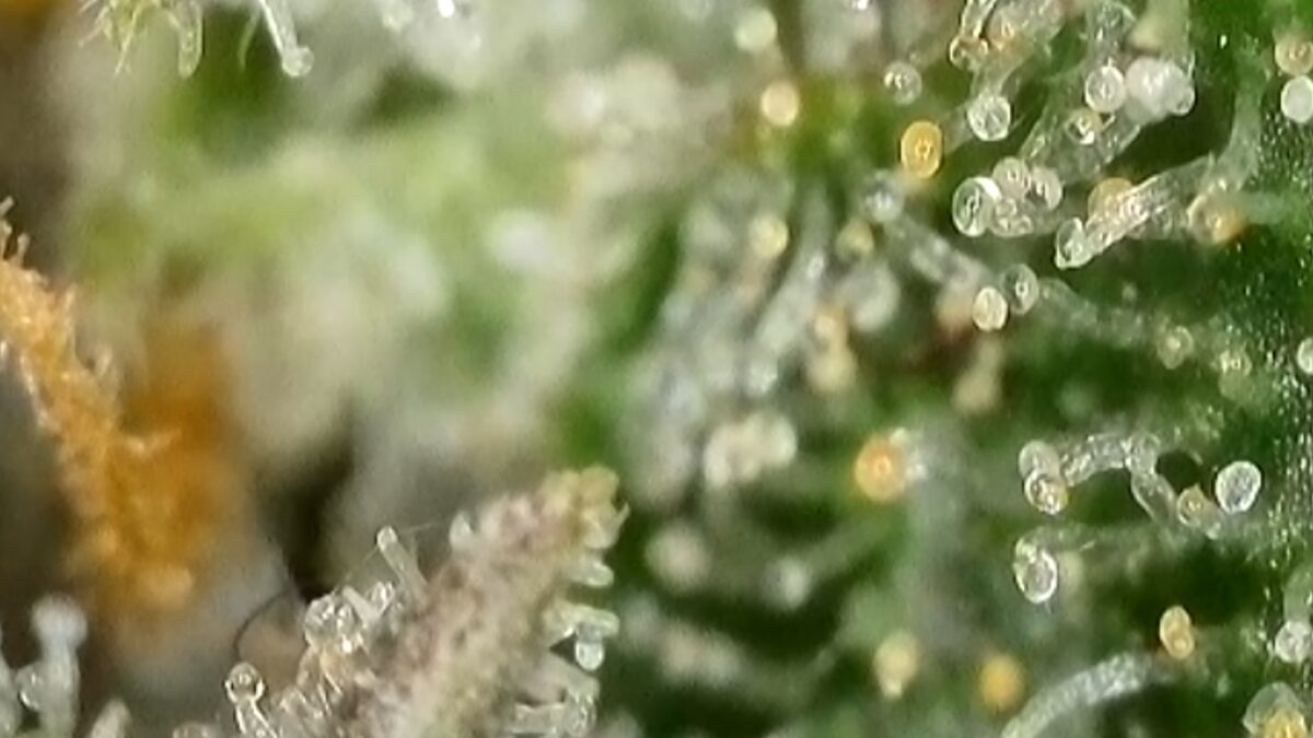 bbs-grow-diaries/week-394303-diary-384562-user-21252-6822bf4ed316d