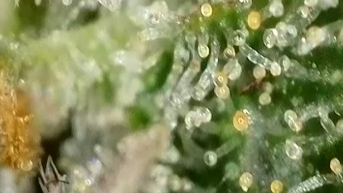 bbs-grow-diaries/week-394303-diary-384562-user-21252-6822bf505f94f