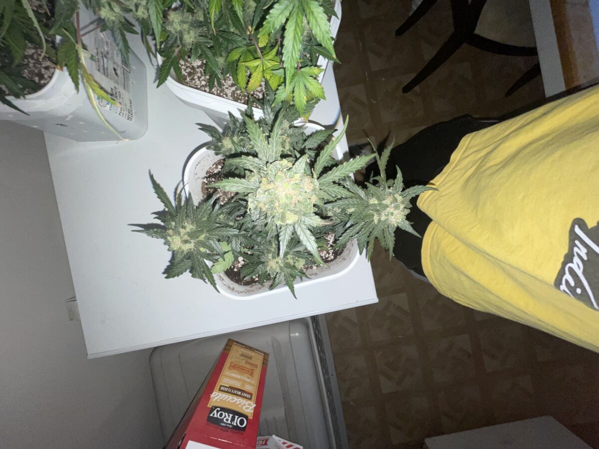 bbs-grow-diaries/week-394303-diary-384562-user-21252-6822bf54d202d