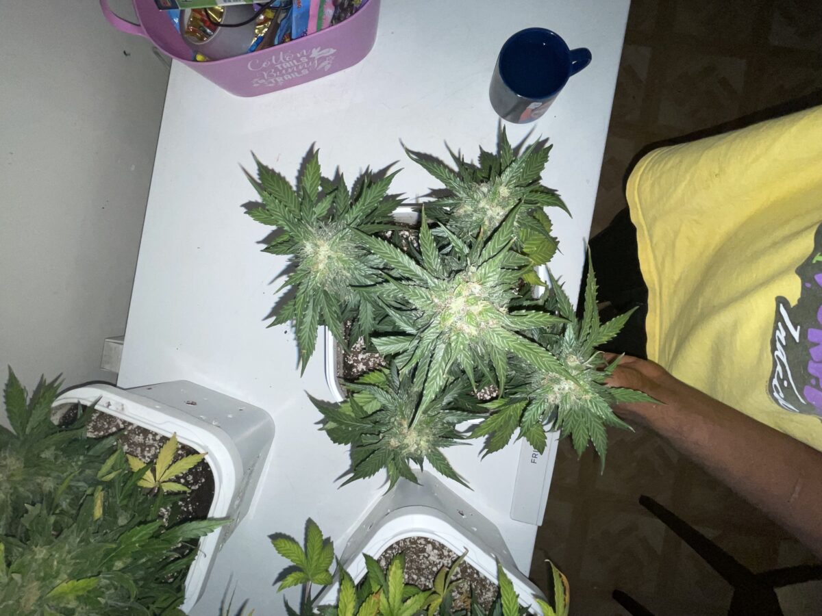 bbs-grow-diaries/week-394303-diary-384562-user-21252-6822bf56e29c2