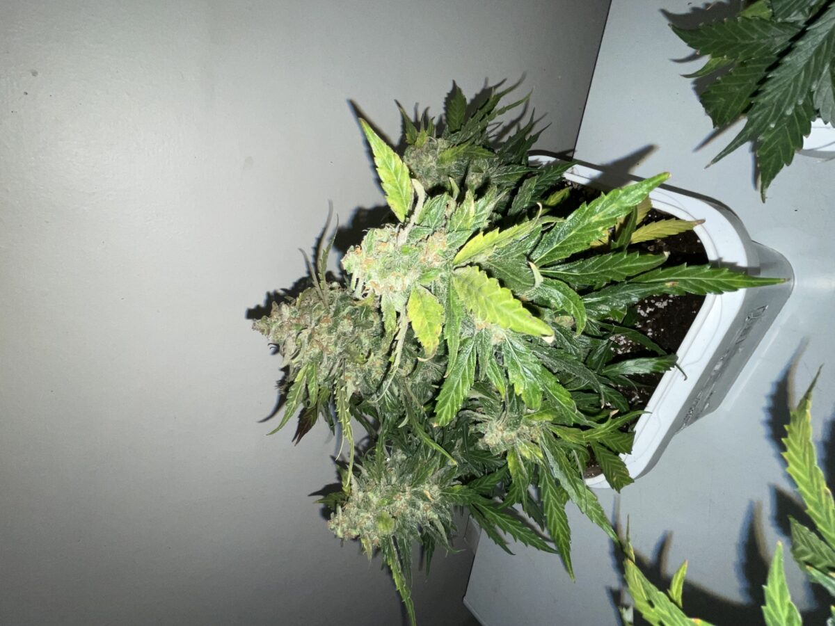 bbs-grow-diaries/week-394303-diary-384562-user-21252-6822bf58e6e7f