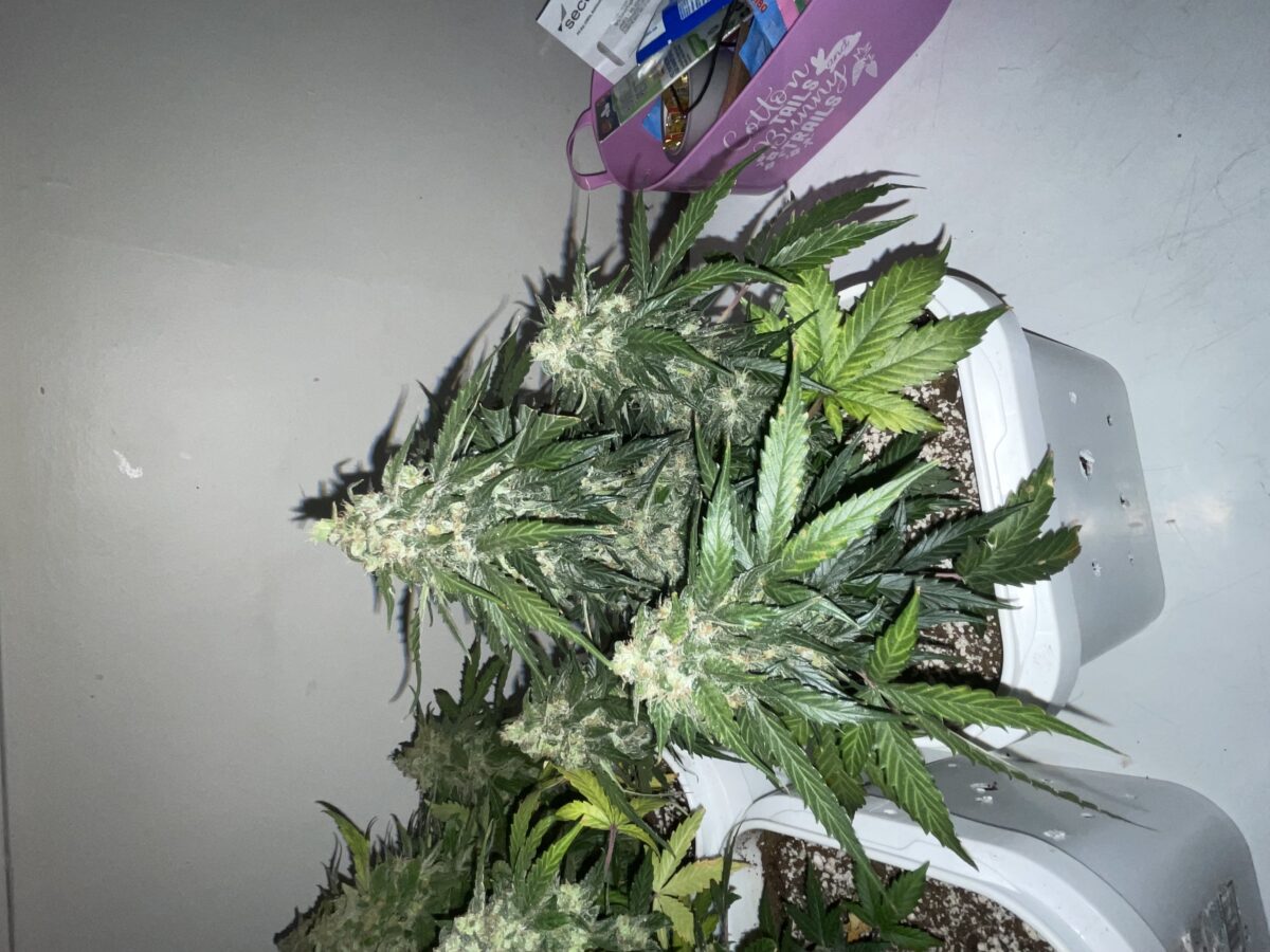 bbs-grow-diaries/week-394303-diary-384562-user-21252-6822bf5b1a0c0