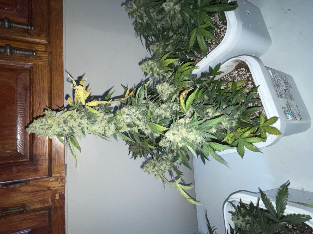 bbs-grow-diaries/week-394303-diary-384562-user-21252-6822bf5d2d428