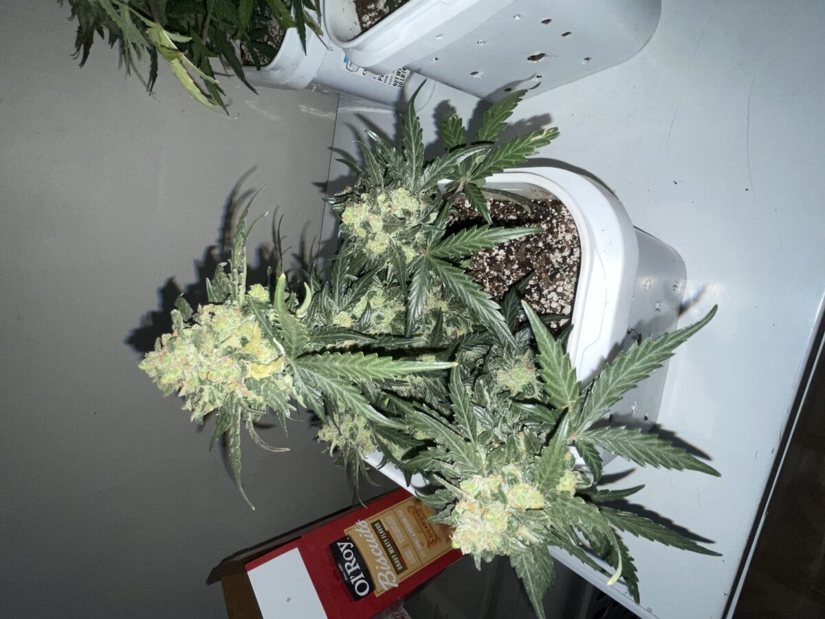 bbs-grow-diaries/week-394303-diary-384562-user-21252-6822bf5f71bb5