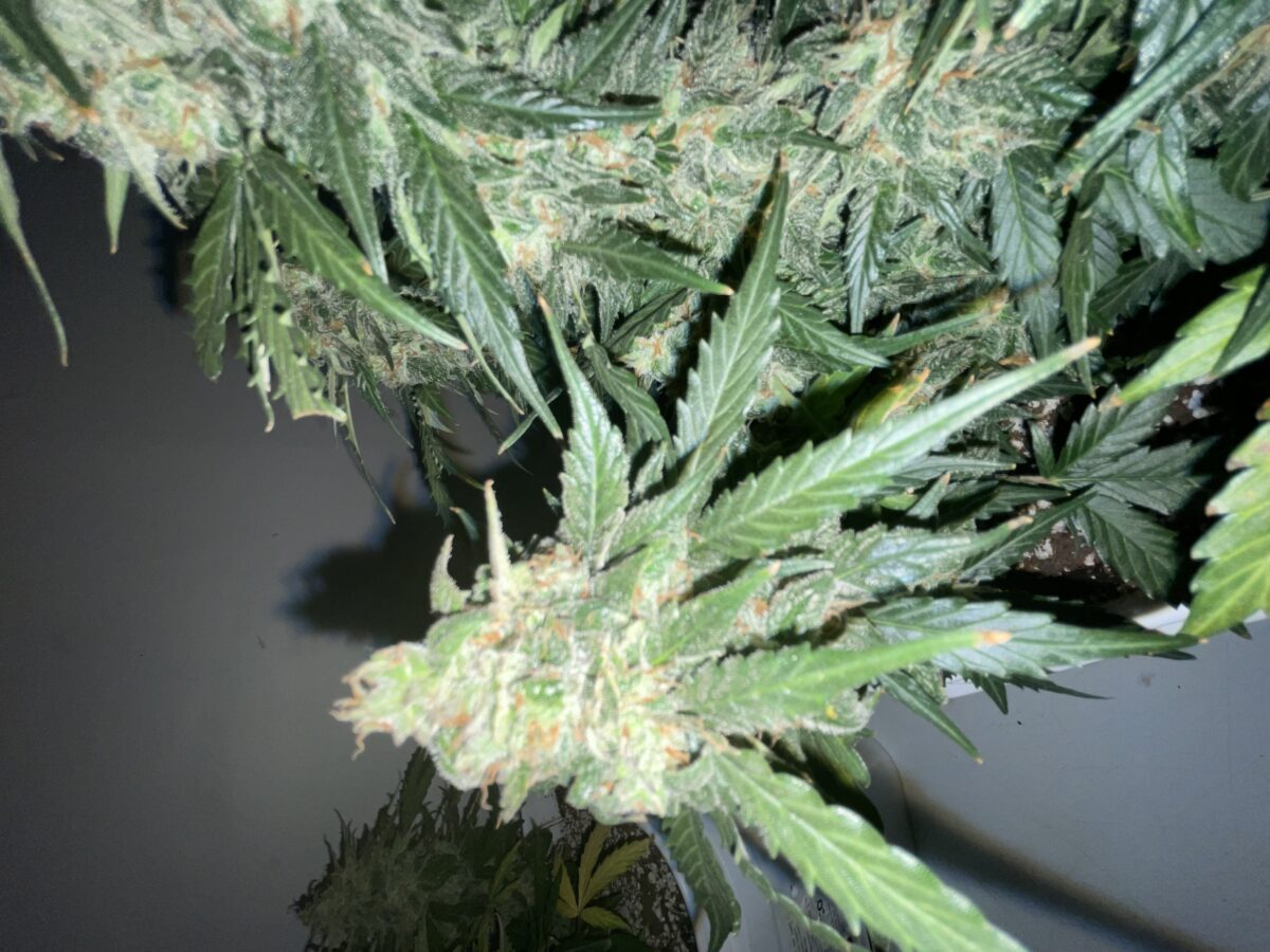 bbs-grow-diaries/week-394303-diary-384562-user-21252-6822bf65efe80