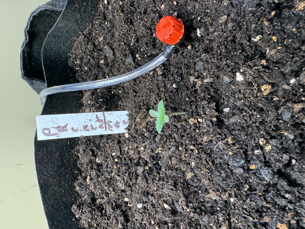 bbs-grow-diaries/week-395525-diary-395110-user-38617-6829246ea4753