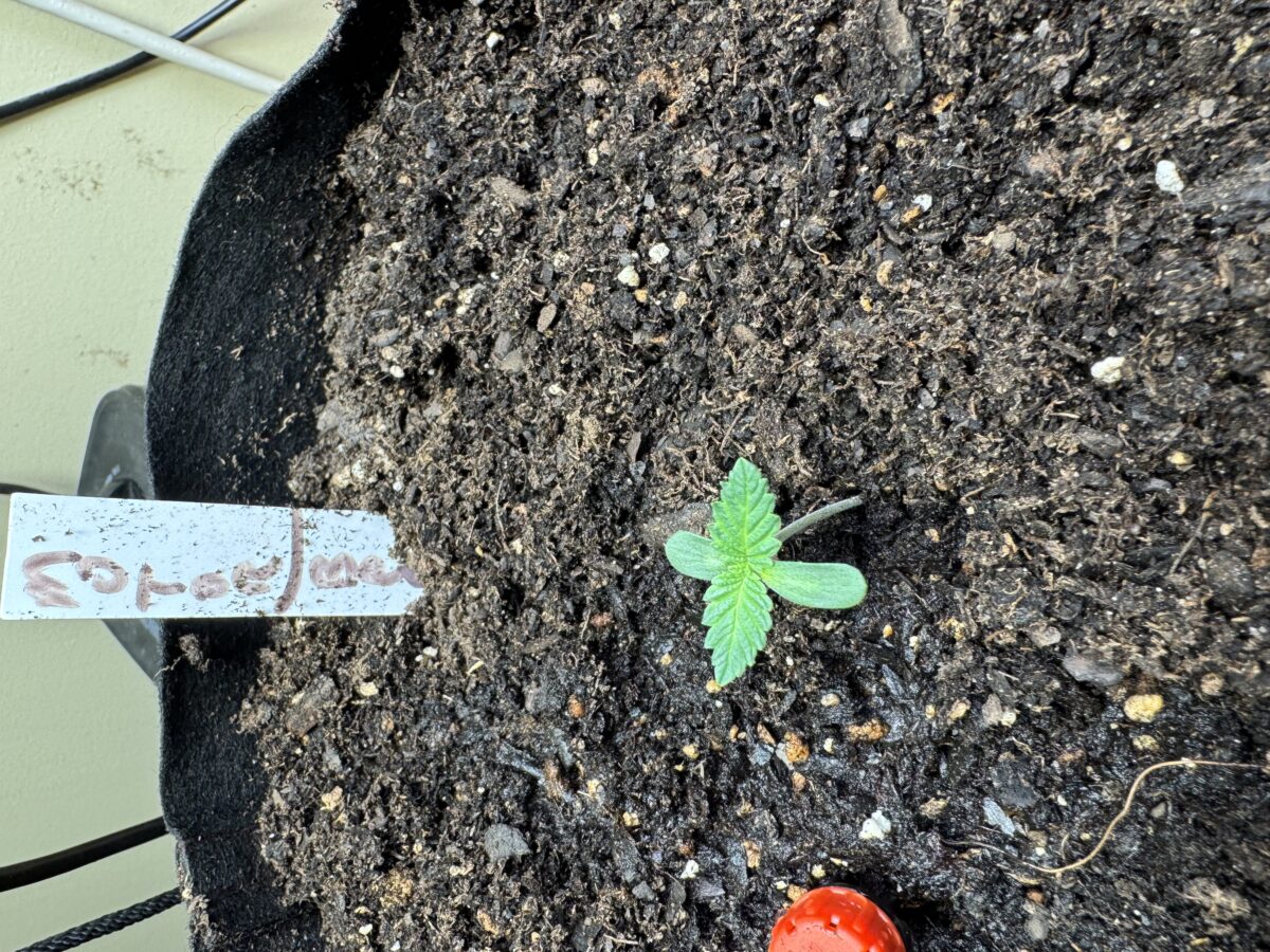 bbs-grow-diaries/week-395525-diary-395110-user-38617-68292470ee57b