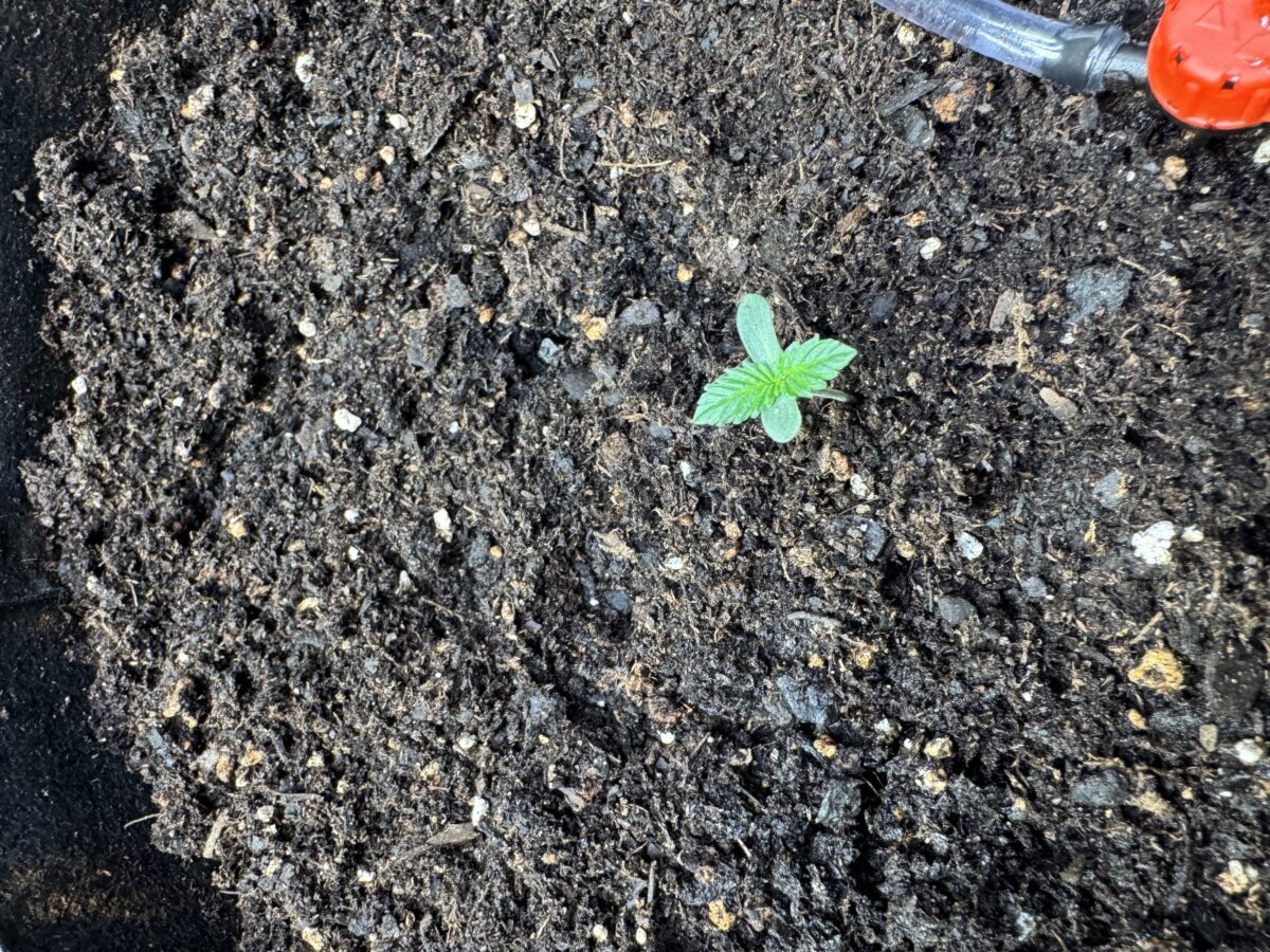 bbs-grow-diaries/week-395525-diary-395110-user-38617-68292473504c6