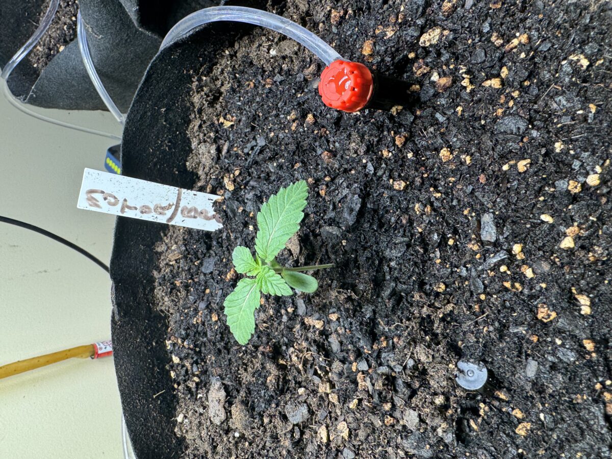 bbs-grow-diaries/week-395525-diary-395110-user-38617-682fd5f2a9f62