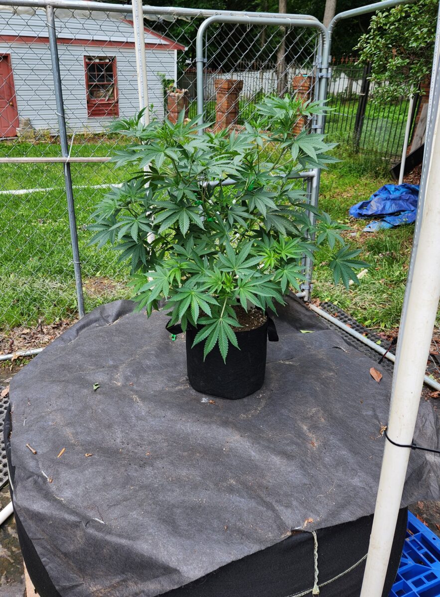 bbs-grow-diaries/week-395897-diary-380374-user-39676-682bdff27cf4d