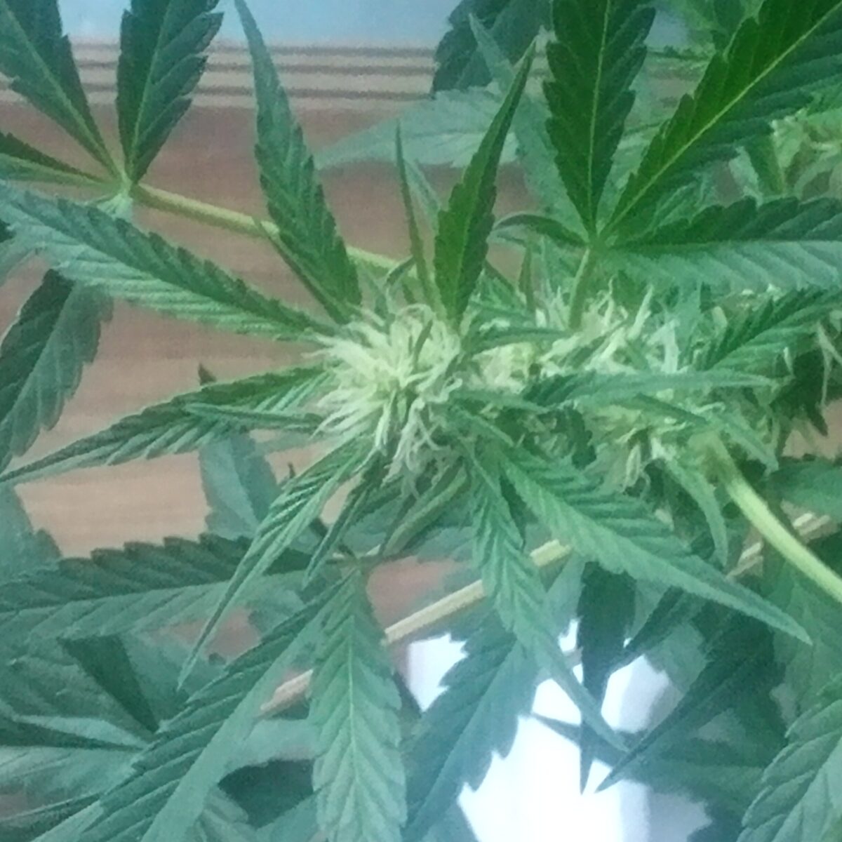 bbs-grow-diaries/week-395958-diary-387986-user-33257-682c6038a6311